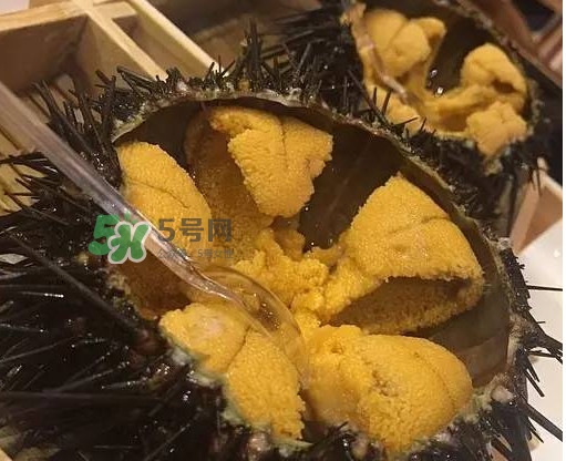 海膽貴嗎？海膽多少錢一斤？