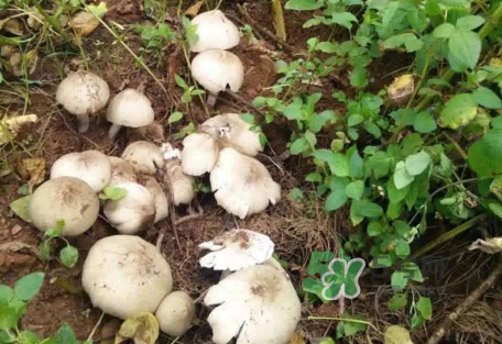 雞樅菌可以人工種植嗎？怎么人工種植雞樅菌