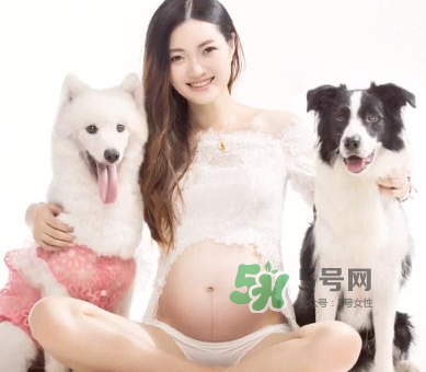 狗對(duì)孕婦的危害有哪些？狗對(duì)孕婦有影響嗎？