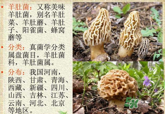 生了蟲的羊肚菌能吃嗎？羊肚菌長蟲子怎么辦？