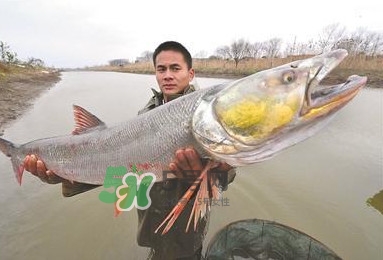 鳡魚多少錢一斤？野生鳡魚多少錢一斤