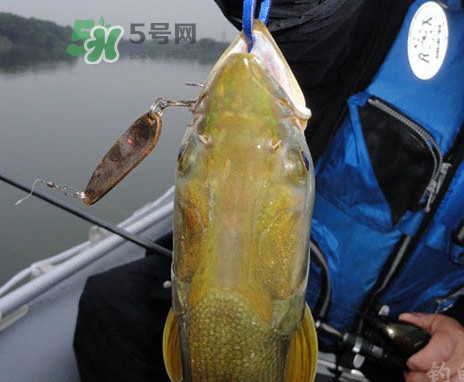 鳡魚好吃嗎？鳡魚刺多嗎