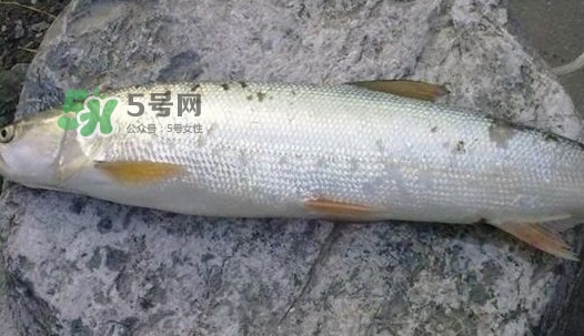 鳡魚好吃嗎？鳡魚刺多嗎