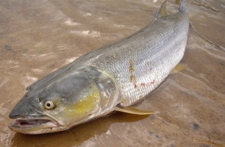 鳡魚吃什么？翹嘴魚和鳡魚有什么區(qū)別