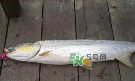 釣鳡魚用什么路亞竿好？路亞鳡魚用什么餌好