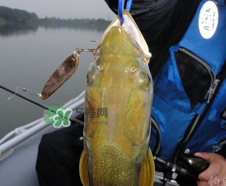 鳡魚是什么魚？鳡魚是淡水魚嗎