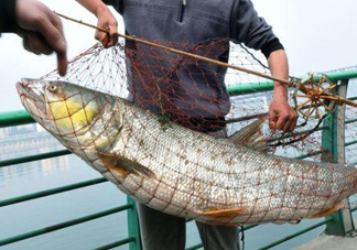 一般鳡魚能長到多大？鳡魚與假鳡魚怎么區(qū)分