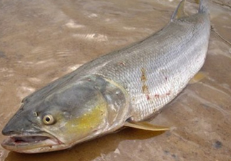 鳡魚怎么釣？鳡魚在魚缸里怎么養(yǎng)