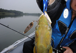 鳡魚好吃嗎？鳡魚刺多嗎