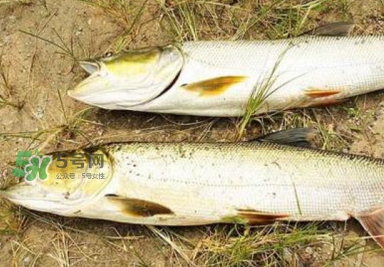 鳡魚怎么釣？鳡魚在魚缸里怎么養(yǎng)