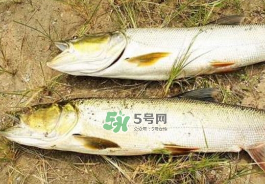 鳡魚是什么魚？鳡魚是淡水魚嗎