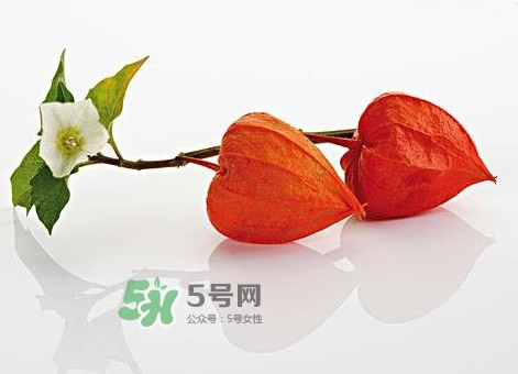 菇娘果皮有用還是果實(shí)有用？紅菇娘泡水喝用皮還是用果