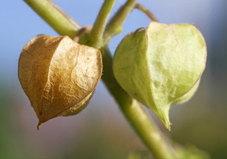 菇娘是寒性還是熱性？菇娘是哪里產(chǎn)的