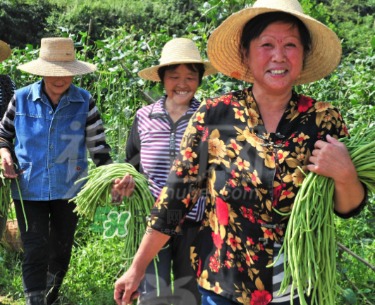 九月份可以種什么蔬菜？九月份適合種植什么蔬菜？