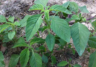 野莧菜孕婦能吃嗎？莧菜和野莧菜的區(qū)別