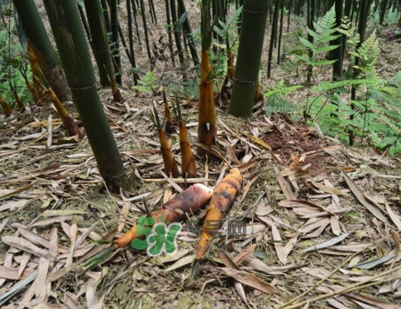 苦筍做法有哪些？苦筍怎么處理才不會(huì)苦