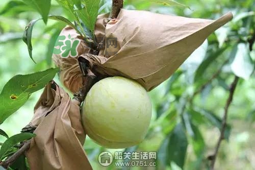 奈李是什么水果？奈李為什么會(huì)空心