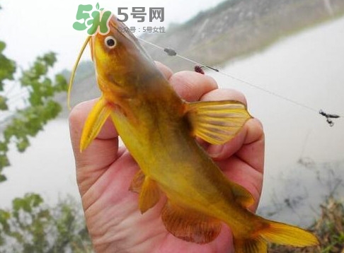 黃刺魚多少錢一斤？野生黃刺魚多少錢一斤