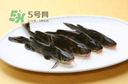 黃刺魚多少錢一斤？野生黃刺魚多少錢一斤