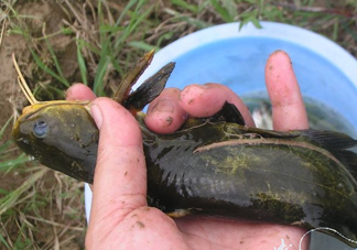 黃刺魚死了能吃嗎？黃刺魚不能與什么同食