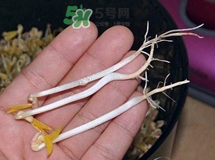 豆芽有根好還是無根好？無根豆芽與有根豆芽區(qū)別