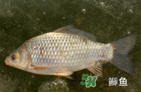 鰣魚和響魚是兩種魚嗎？鰣魚和鯽魚的區(qū)別