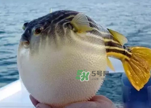 河豚魚多少錢一斤？河豚為什么會(huì)鼓起來