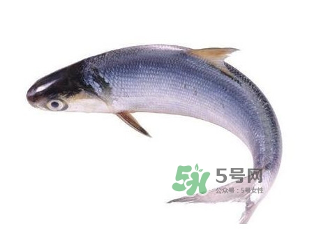 鰣魚怎么讀？鰣魚是什么魚