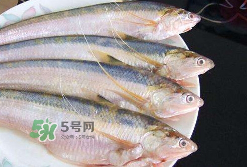 鰣魚刺多嗎？鰣魚可以養(yǎng)殖嗎