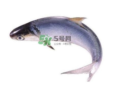 鰣魚刺多嗎？鰣魚可以養(yǎng)殖嗎