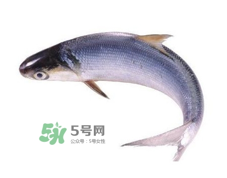 鰣魚(yú)和刀魚(yú)哪個(gè)貴？長(zhǎng)江三鮮哪個(gè)最貴