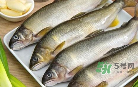 鰣魚與香魚怎么區(qū)分？鰣魚與香魚的區(qū)別