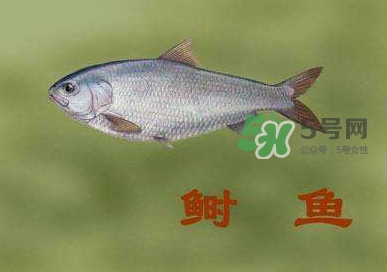 鰣魚和響魚是兩種魚嗎？鰣魚和鯽魚的區(qū)別