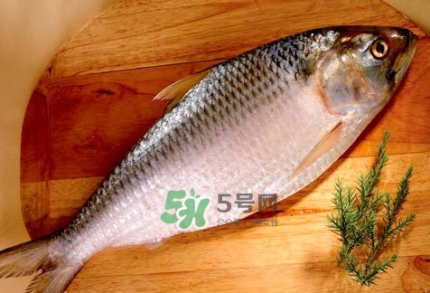 鰣魚(yú)怎么做好吃？鰣魚(yú)怎么處理