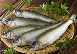 鰣魚(yú)與香魚(yú)怎么區(qū)分？鰣魚(yú)與香魚(yú)的區(qū)別