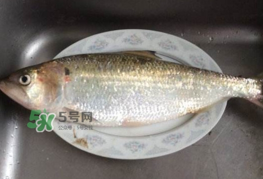 鰣魚怎么讀？鰣魚是什么魚