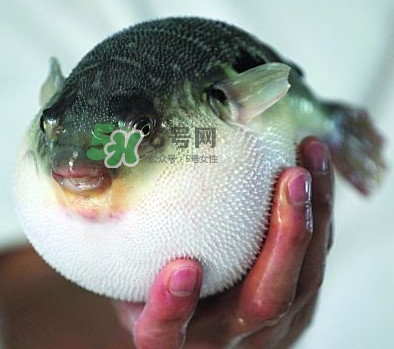 鰣魚(yú)和刀魚(yú)哪個(gè)貴？長(zhǎng)江三鮮哪個(gè)最貴