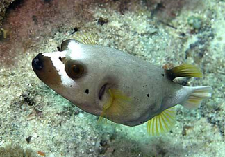 河豚魚是海鮮嗎？河豚魚是淡水魚嗎