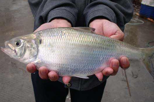 鰣魚是海魚還是淡水魚？鰣魚是發(fā)物嗎