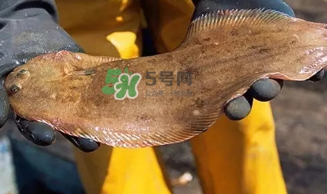 龍利魚是淡水魚嗎？龍利魚是巴沙魚嗎