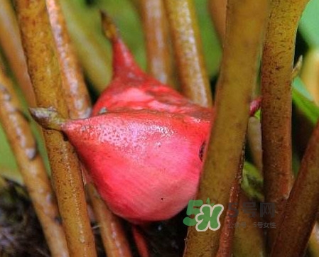 紅菱怎么吃？吃紅菱有什么好處？