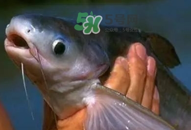 巴沙魚是鯰魚嗎？巴沙魚是海魚嗎