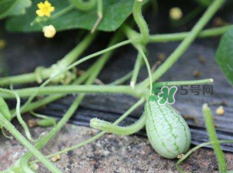 拇指西瓜什么時(shí)候種植最好？拇指西瓜哪里可以買到