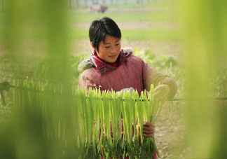 貢菜怎么保存？曬干的貢菜怎么泡發(fā)