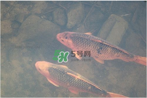 八月份釣魚(yú)用什么料好？八月份釣什么魚(yú)？