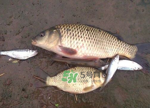 八月份釣魚(yú)用什么料好？八月份釣什么魚(yú)？