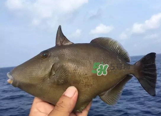 剝皮魚是什么魚？剝皮魚是深海魚嗎