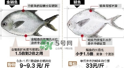 金鯧魚是海魚嗎？金鯧魚的刺多嗎？