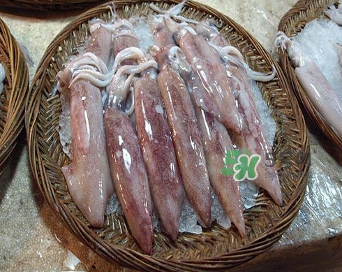 新鮮魷魚怎么處理？魷魚怎么清洗？