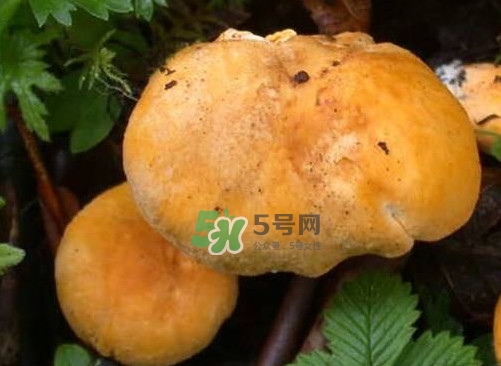 新鮮雞油菌怎么保存？干雞油菌怎么保存